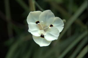 Alex was a lifesaver; she helped me rediscover the value of life and of my inner spiritual self. Alex was a wonderful listener and a guide to my full recovery. She was empathic, straight-forward, comforting, understanding, and had an abundance of tough-love when needed.  As I go through my daily recovery journal, the form I had to fill in contains a daily item that reads: “One thing that today I am grateful for…”: Time after time I answered, “My counsellor Alex’s understanding. She is wonderful”. - Mos